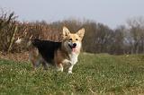 CORGI PEMBROKE 841